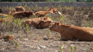 mas-vacas-mayor-precio-en-las-subastas-pero-menos-explotaciones-1920