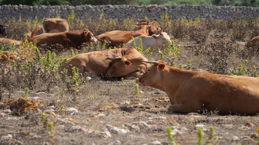 mas-vacas-mayor-precio-en-las-subastas-pero-menos-explotaciones-1920