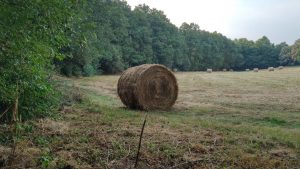 granjeros-de-otras-provincias-buscan-hierba-en-lugo-para-alimentar-su-ganado-1920