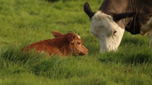 2-cursos-de-formacion-sobre-tecnicas-de-reproduccion-en-el-ganado-vacuno-1920