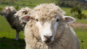 los-servicios-veterinarios-de-la-junta-de-andalucia-notificaron-un-foco-de-viruela-ovina-y-caprina-1920