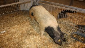 ayudas-para-los-ganaderos-criadores-de-razas-autoctonas-1920