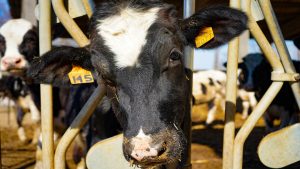 este-sabado-se-celebra-en-friol-una-subasta-de-ganado-frison-1920