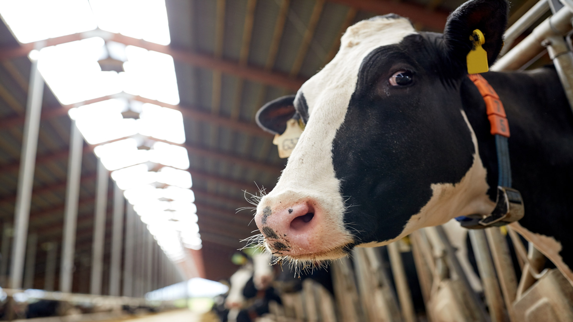 nuevos-requisitos-para-las-ganaderias-de-vacunos-de-leche-medir-y-reducir-las-emisiones-1920.jpg