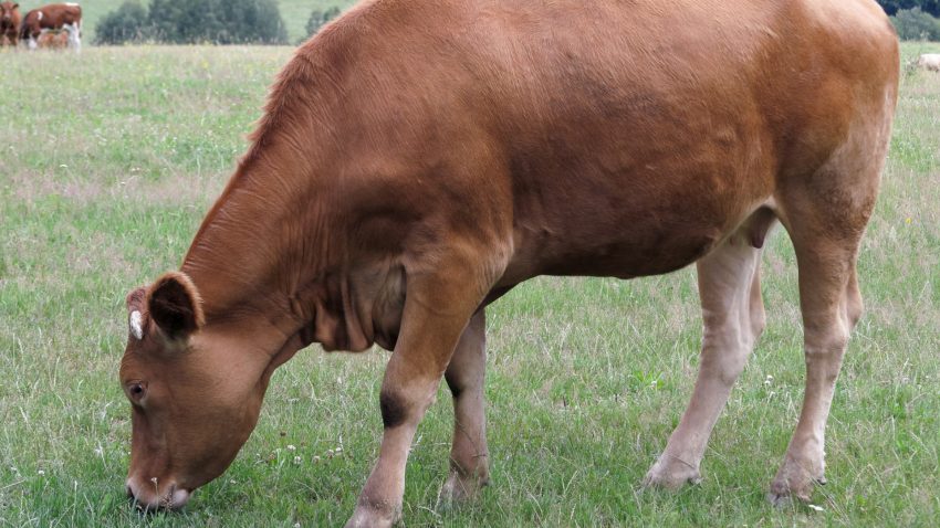 como-saber-que-ecorregimen-le-conviene-a-mi-explotacion-1920