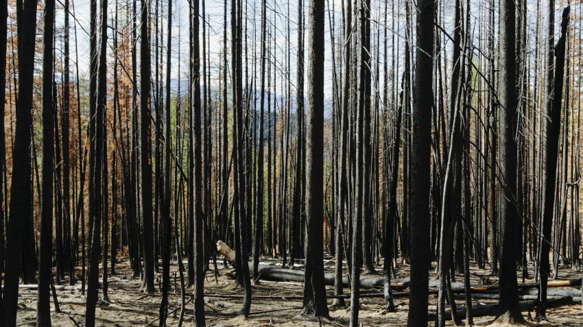 la-unidad-de-investigacion-de-incendios-forestales-fue-determinante-en-el-esclarecimiento-de-varios-fuegos-1920.jpg