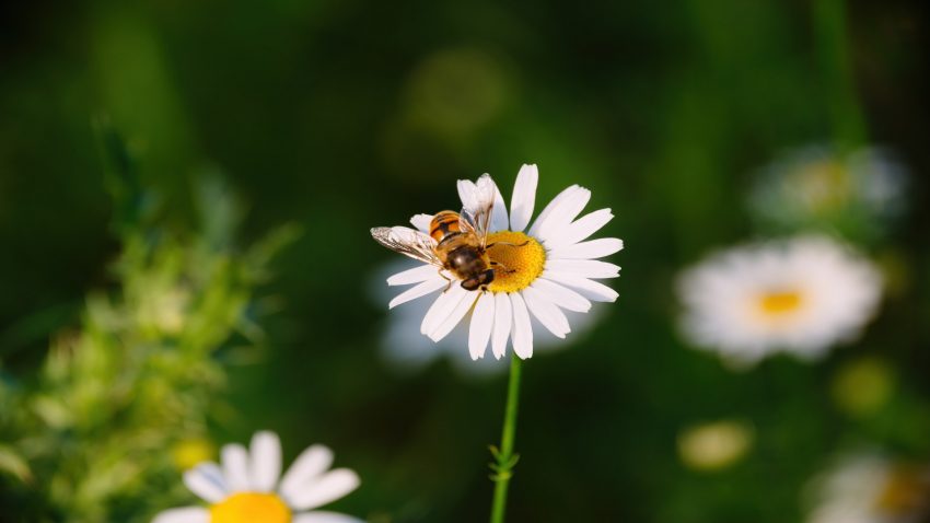 una-investigacion-ha-descubierto-que-los-productos-quimicos-cambian-la-forma-en-que-las-abejas-ven-una-flor-1920.jpg