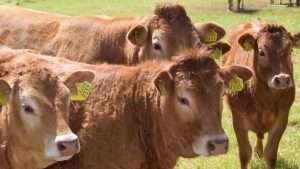 la-igp-endurecera-los-criterios-para-la-clasificacion-de-los-terneros-1920