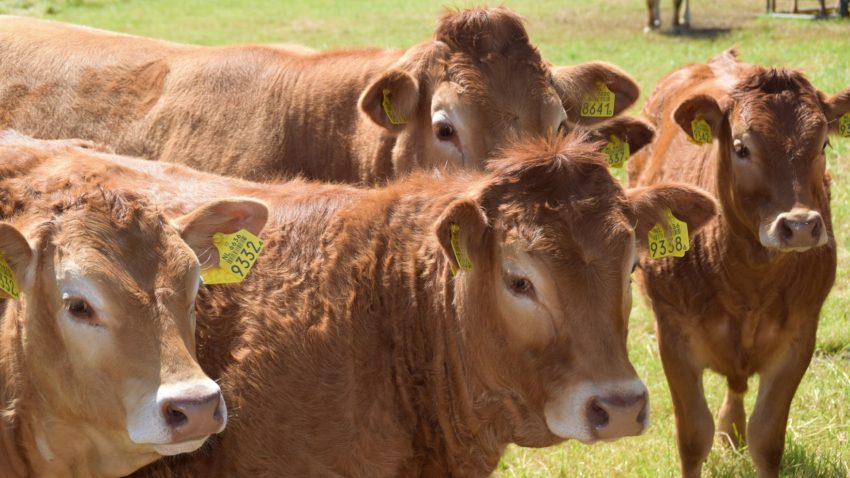 la-igp-endurecera-los-criterios-para-la-clasificacion-de-los-terneros-1920