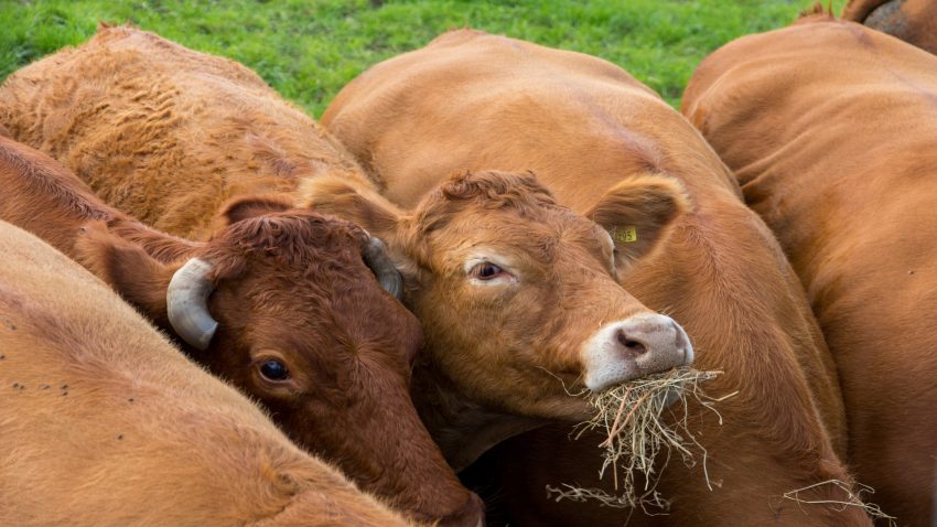 ayudas-para-compensar-el-sacrificio-obligatorio-de-animales-1920