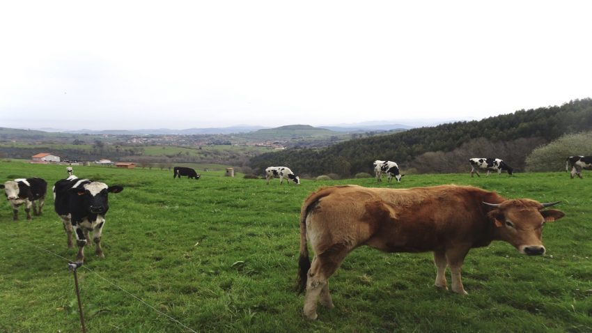 el-modelo-de-friol-un-sistema-mas-rapido-y-barato-para-agrupar-tierras-1920