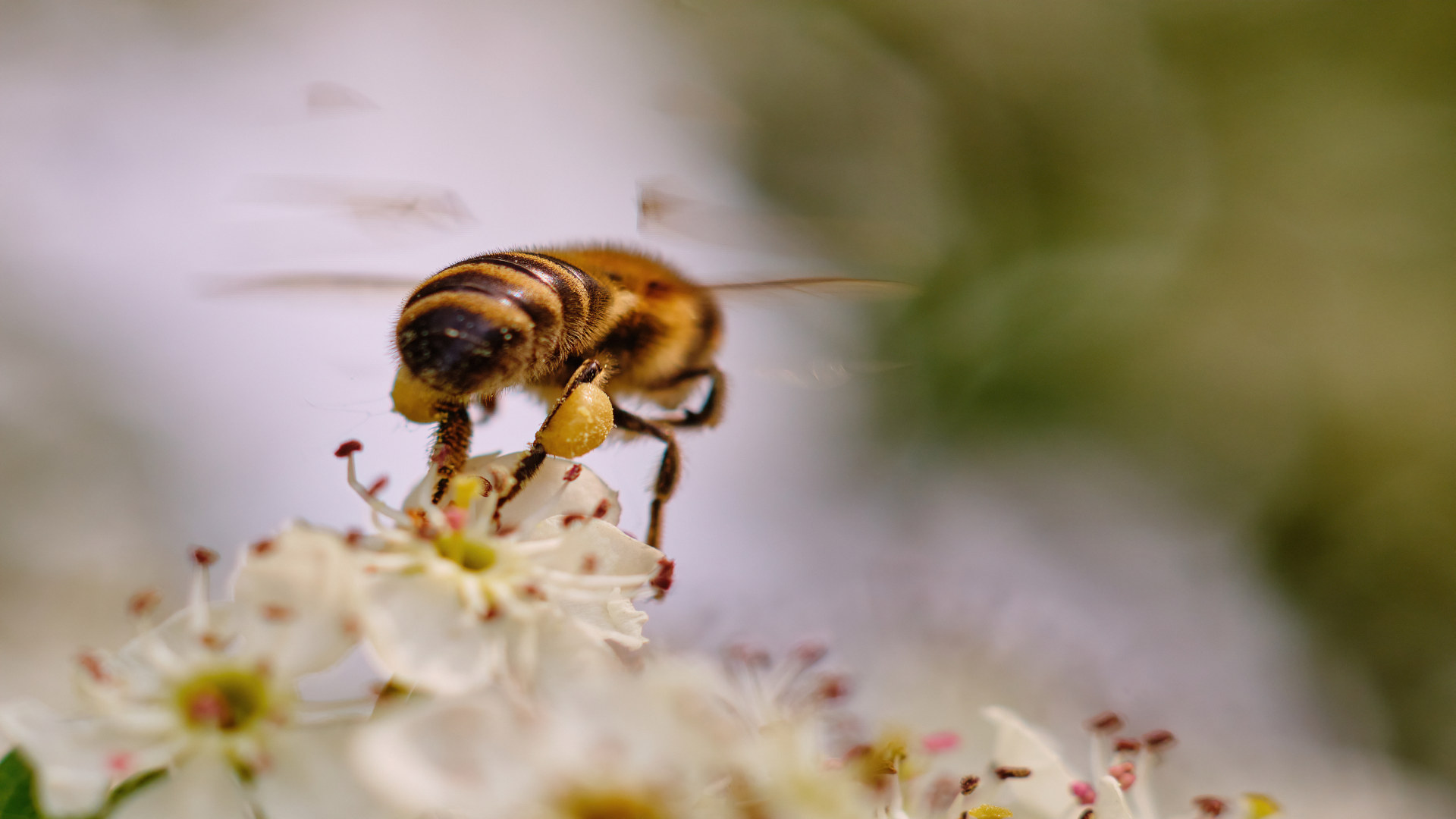 si-se-demuestra-los-efectos-nocivos-para-las-abejas-bruselas-propone-prohibir-los-plagucidas-1920.jpg