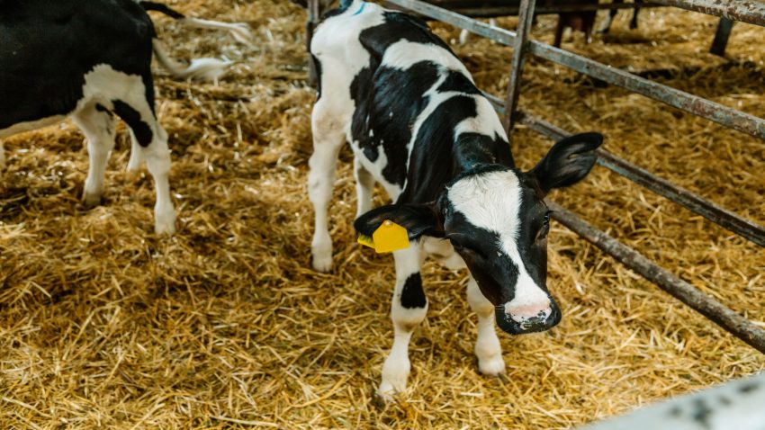 subida-de-precios-en-la-primera-feria-del-anho-en-silleda-1920