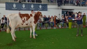 5100-euros-para-una-vaca-en-la-subasta-celebrada-en-santa-comba-a-corunha-1920