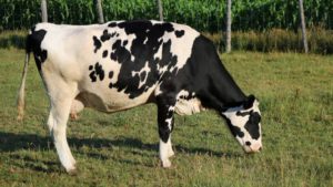 la-mostra-exposicion-de-muimenta-se-celebrara-del-31-de-marzo-al-2-de-abril-1920