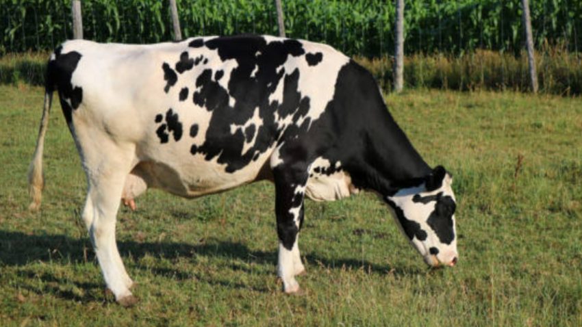 la-mostra-exposicion-de-muimenta-se-celebrara-del-31-de-marzo-al-2-de-abril-1920