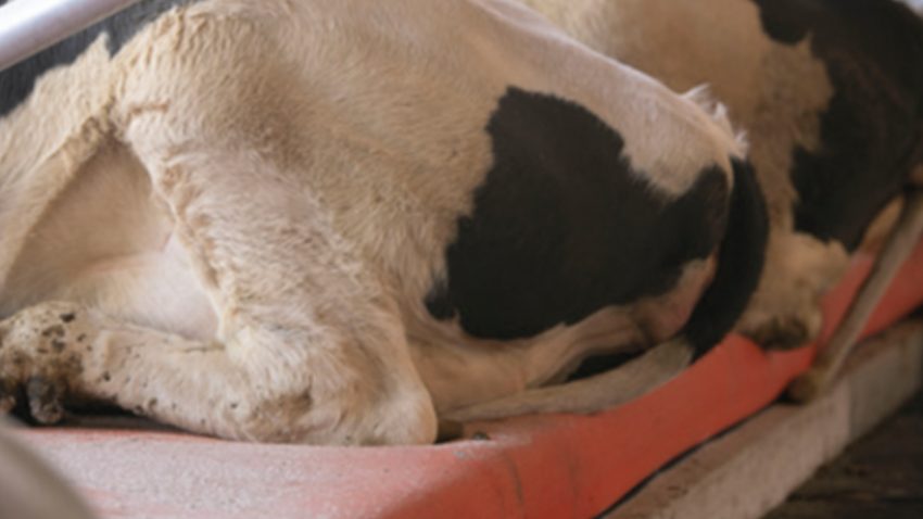 ya-estan-en-espanha-las-colchonetas-holandesas-que-mejoran-el-bienestar-de-las-vacas-1920