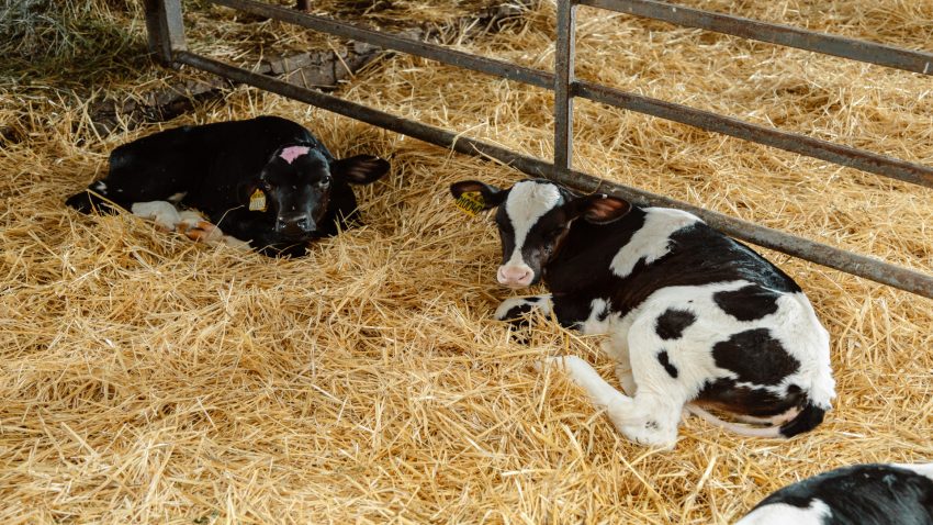 madera-y-paya-para-lograr-el-maximo-bienestar-animal-1920