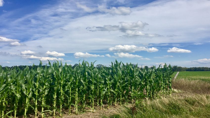 el-tiempo-con-lluvia-y-buenas-temperaturas-es-el-mejor-para-la-produccion-de-maiz-1920
