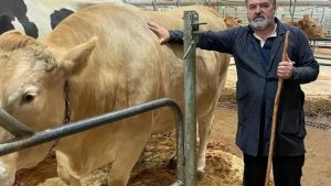 esta-vaca-tan-guapa-pulverizo-el-precio-maximo-que-se-habia-pagado-por-un-animal-de-estas-caracteristicas-1920