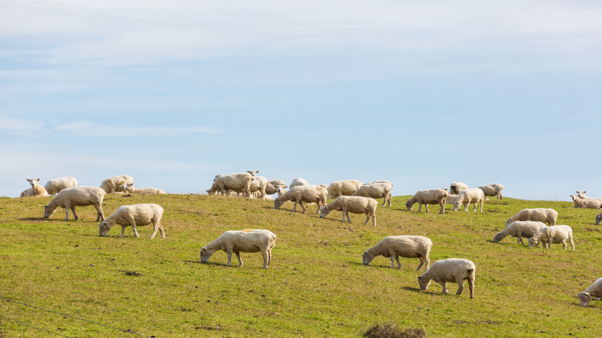 cada-vez-mas-cerca-el-matadero-movil-de-ovejas-cabras-y-cerdos-en-galicia-1920.jpg