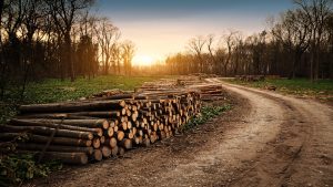 el-sector-forestal-volvera-a-superar-su-record-en-volumen-de-negocio-1920.jpg