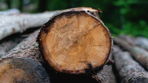 galicia-se-convertira-en-el-epicentro-de-la-innovacion-en-la-cadena-forestal-el-10-de-octubre-1920