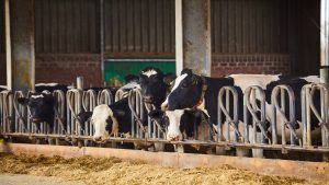 el-conselleiro-lo-tiene-claro-no-hay-industria-sin-leche-y-que-las-explotaciones-tienen-que-ser-rentables-para-funcionar-1920