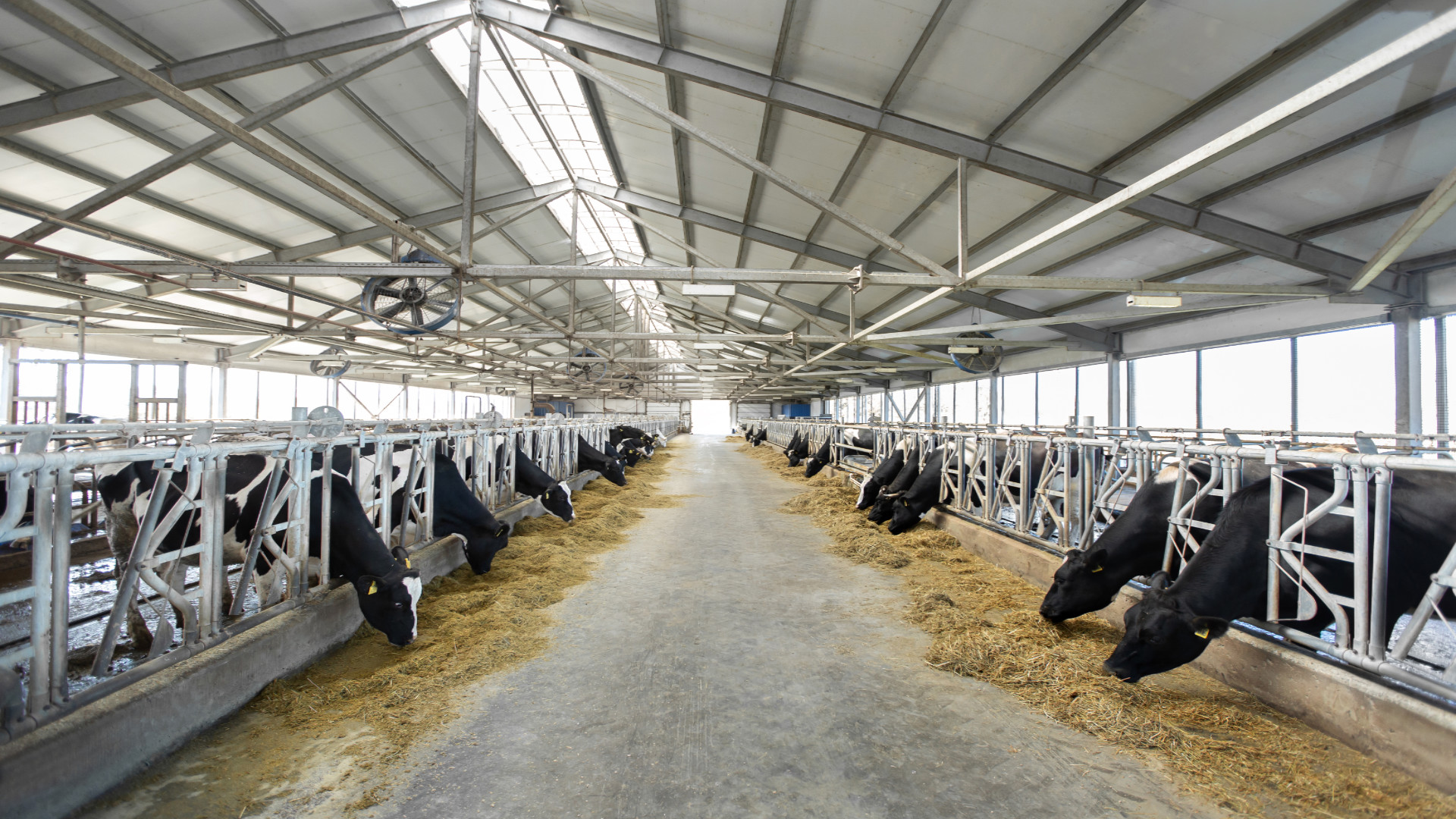 las-vacas-necesitan-espacio-para-que-la-produccion-de-leche-sea-mayor-1920.jpg