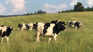 utilizando-la-inteligencia-artificial-se-busca-reducir-el-impacto-ambiental-de-la-ganaderia-en-extensivo-1920