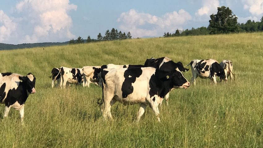 utilizando-la-inteligencia-artificial-se-busca-reducir-el-impacto-ambiental-de-la-ganaderia-en-extensivo-1920