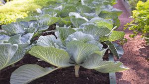 el-huerto-en-noviembre-2023