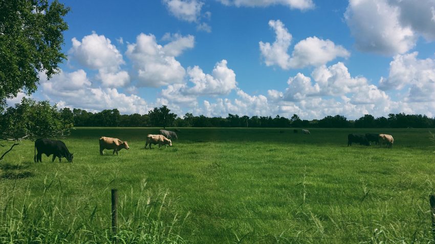 el-pasto-para-alimentar-las-vacas-ofrece-buenos-resultados-en-la-calidad-de-la-carne-y-rentabilidad-de-la-explortacion-1920