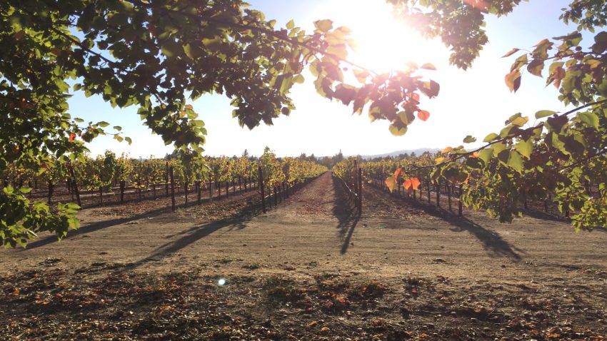 el-plazo-de-suscripcion-para-el-seguro-de-uva-de-vino-de-la-campanha-2024-ha-comenzado-1920