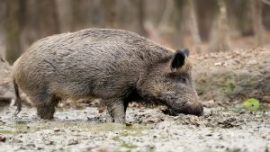 ayudas-para-compensar-los-danhos-provocados-por-el-lobo-y-el-jabali-1920.jpg