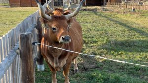 la-importancia-de-conservar-las-razas-autoctonas-1920