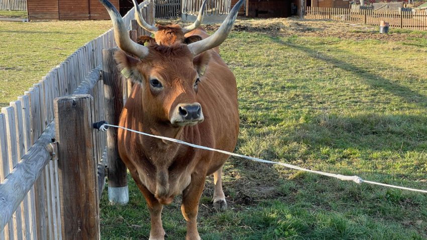 la-importancia-de-conservar-las-razas-autoctonas-1920