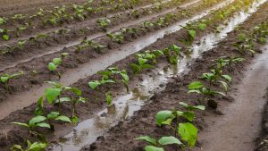 la-xunta-destinara-8-5-millones-de-euros-para-contratar-seguros-agrarios-1920