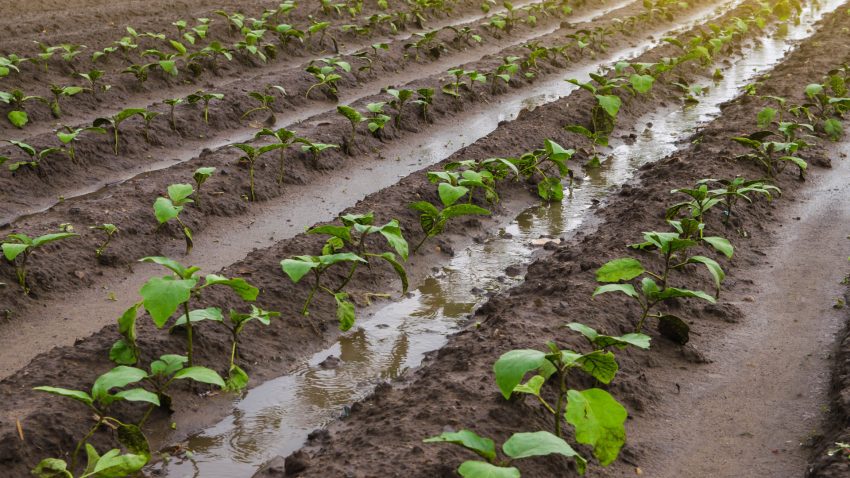 la-xunta-destinara-8-5-millones-de-euros-para-contratar-seguros-agrarios-1920