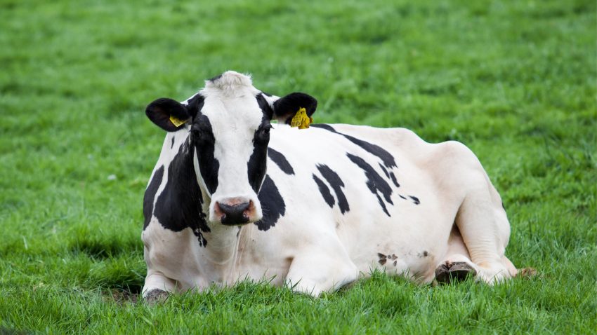 un-granjero-de-barreiros-sera-juez-en-el-concurso-de-vacas-de-alto-nivel-en-muimenta-1920