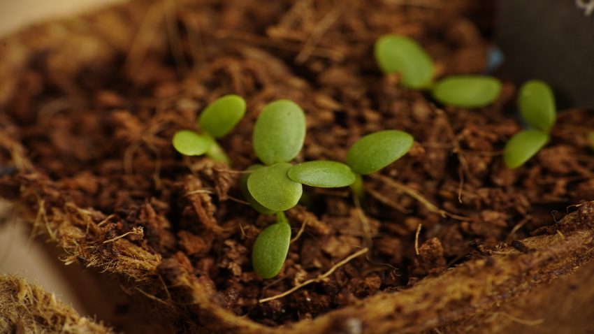 el-huerto-en-febrero-1920