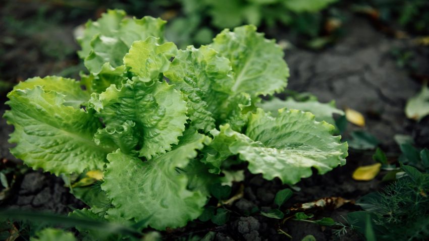 el-huerto-en-abril-24-1920