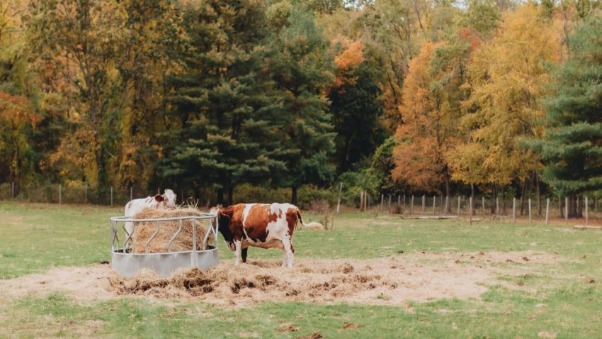 los-terneros-marcados-como-suprema-recibiran-un-cebo-con-cereales-1920