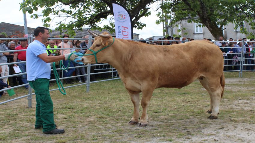 en-la-subasta-de-adai-se-pagaron-7000-euros-por-una-novilla-de-rubia-gallega-1920
