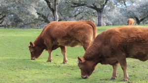 que-hace-a-la-leche-gallega-tan-especial-y-diferente-en-comparacion-con-otras-leches-del-mercado-1920