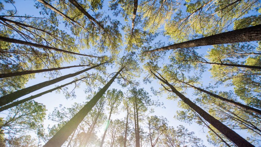 en-galicia-siguen-creciendo-las-plantaciones-de-pino-1920