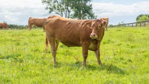 23-millones-para-combatir-enfermedades-animales-1920