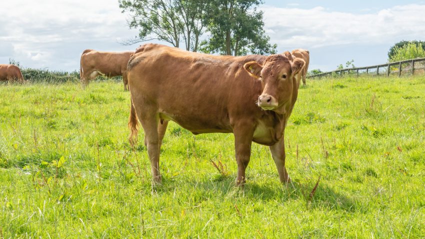 23-millones-para-combatir-enfermedades-animales-1920