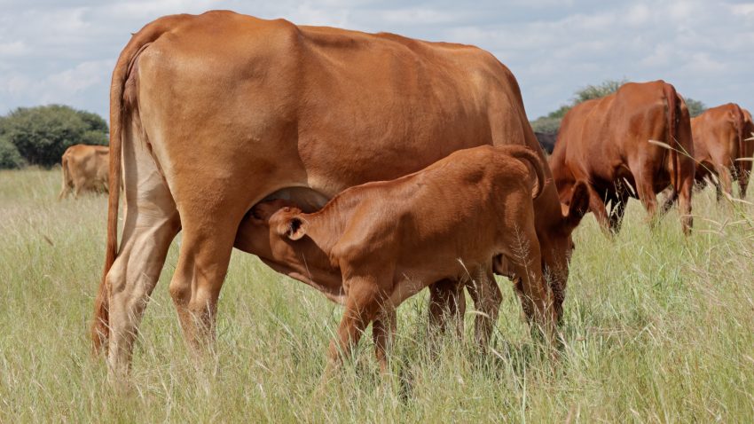 7-consejos-para-el-cuidado-de-la-vaca-y-su-ternero-1920