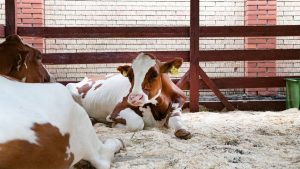 dormir-bien-producir-mejor-el-suenho-de-ls-vacas-tambien-importa-1920.jpg